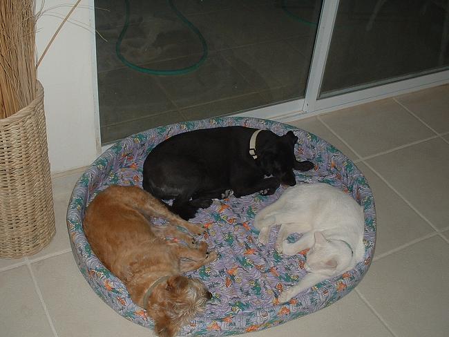 Click image for larger version





Name:	Whoever Invented DOG Beds Oughta Be Shot! (9).jpg


Views:	91


Size:	620.8 KB


ID:	1416