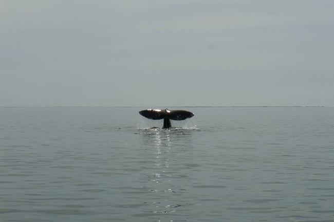 Click image for larger version





Name:	grey whales (3 of 7).jpg


Views:	45


Size:	104.2 KB


ID:	1497