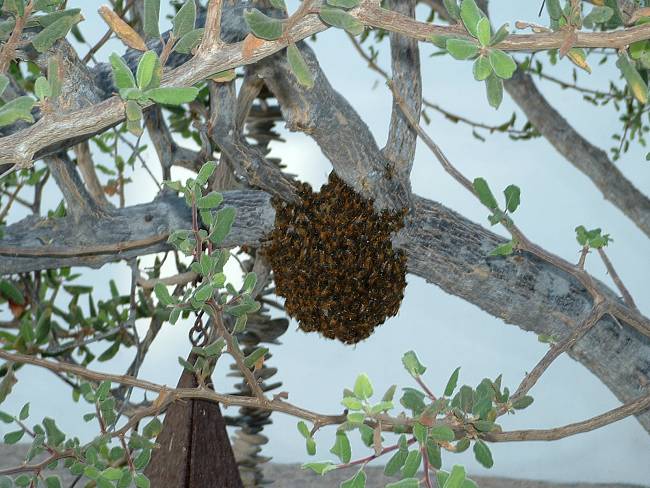 Click image for larger version





Name:	Swarm of Bees 8-6-05 (1).jpg


Views:	100


Size:	654.5 KB


ID:	160