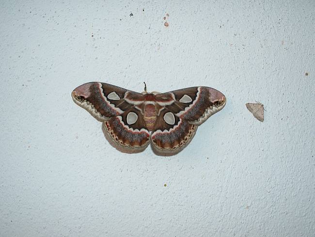 Click image for larger version





Name:	Grande Moths.jpg


Views:	96


Size:	380.4 KB


ID:	163