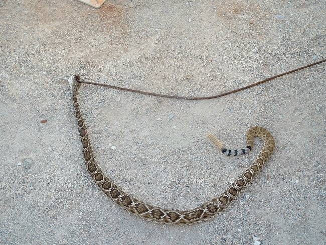 Click image for larger version





Name:	Diamondback Rattle Snake 12-15-08 (5).jpg


Views:	112


Size:	643.6 KB


ID:	165