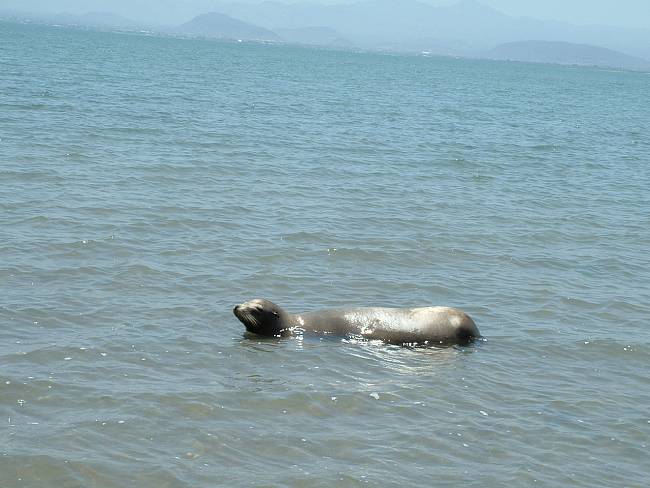 Click image for larger version





Name:	Sea Lion Aground in Front of Casa (2).jpg


Views:	104


Size:	321.4 KB


ID:	173