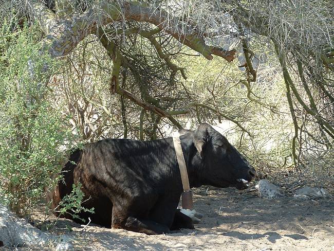 Click image for larger version





Name:	May 7, 2009 ~ Cow in Dappled Shade Cavern.jpg


Views:	56


Size:	651.9 KB


ID:	247