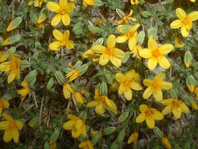 Click image for larger version





Name:	Baja Wildflowers  March 1, 2009 (3).jpg


Views:	94


Size:	637.5 KB


ID:	268