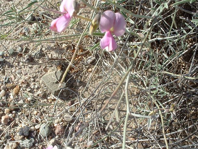 Click image for larger version





Name:	Flower In Arroyo to Ranch (1).jpg


Views:	68


Size:	672.6 KB


ID:	274