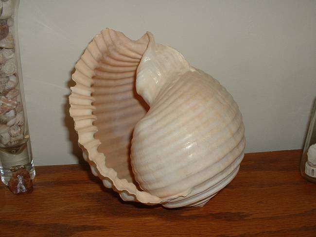 Click image for larger version





Name:	BCS Shells (11).jpg


Views:	91


Size:	622.6 KB


ID:	288