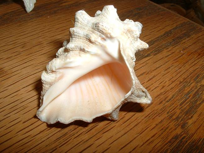Click image for larger version





Name:	BCS Shells (2).jpg


Views:	97


Size:	327.5 KB


ID:	291