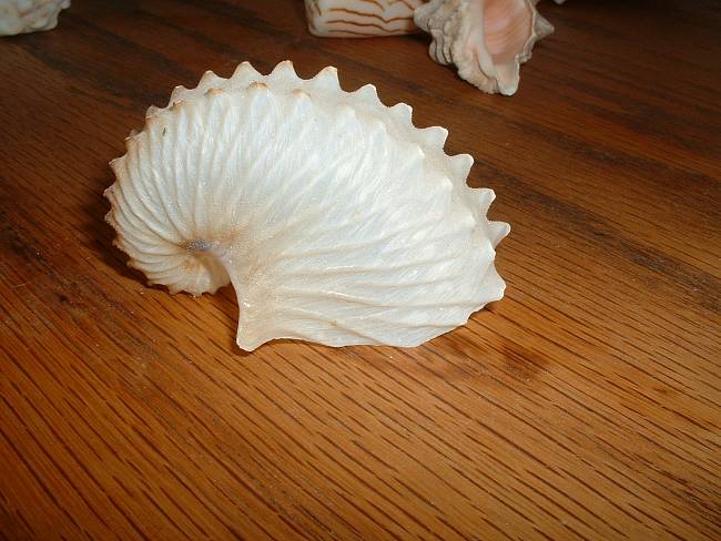 Click image for larger version





Name:	Nautilus Shell (1).jpg


Views:	88


Size:	635.6 KB


ID:	294