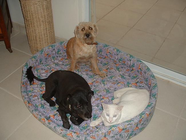 Click image for larger version





Name:	Whoever Invented DOG Beds Oughta Be Shot! (10).jpg


Views:	81


Size:	647.1 KB


ID:	698